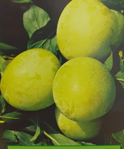 Susina Regina Claudia Verde – pianta di 3 anni