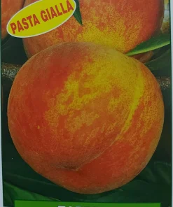 Pesca Roberta Tardiva – pianta di 3 anni