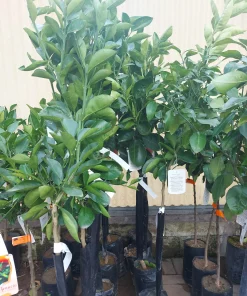 Arancio Vaniglia – pianta di 3 anni