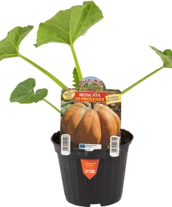 Zucca moscata di provenza V10 Orto mio