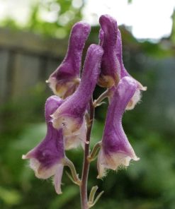 Aconitum “Purple Sparrow”