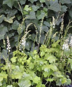 Actaea japonica “Cheju-Do”