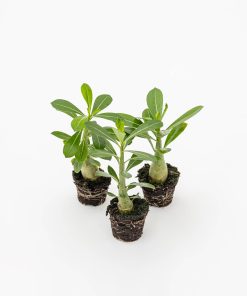 Adenium obesum Baby Plant in varietà