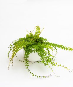 Adiantum caudatum
