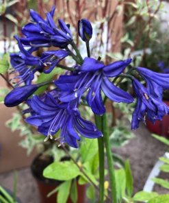 Agapanthus “Northern Star”