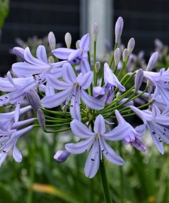 Agapanthus praecox ssp. minimus “Peter Pan”