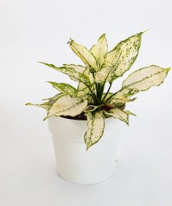 Aglaonema costatum “First Diamond”