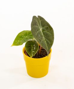 Alocasia “Purple Nights” Baby Plant