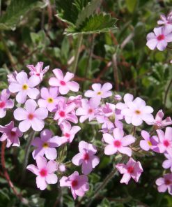 Androsace sarmentosa