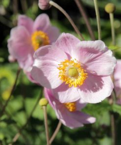 Anemone hupehensis var. japonica “Rose Beauty”