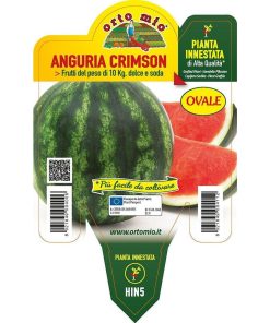Anguria tonda/ovale “Crimson F1” innestata