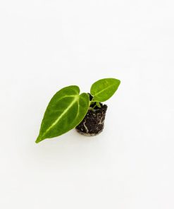 Anthurium crystallinum Baby Plant