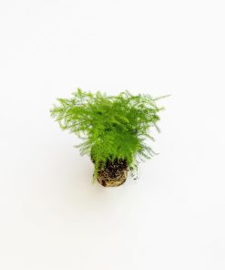 Asparagus setaceus Baby Plant