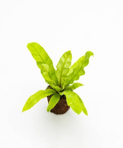 Asplenium nidus “Crispy Wave” Baby Plant