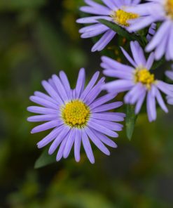 Aster dumosus “Prof. A. Kippenberg”