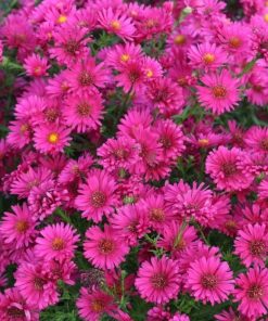 Aster novi-belgii “Rosso-porpora”