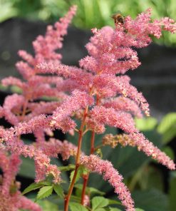 Astilbe “Darwin’s Dream”
