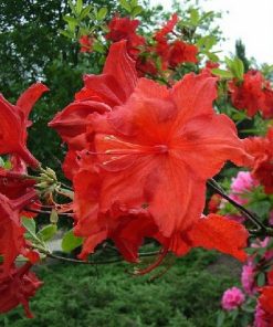 Azalea mollis “Hotspur Red”