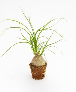 Beaucarnea recurvata Baby Plant