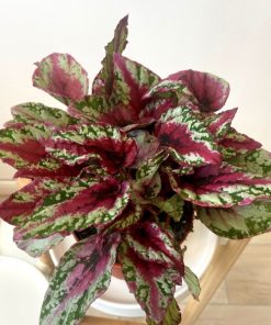 Begonia “Sparkling beauties”