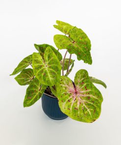Caladium “Miss Muffet”