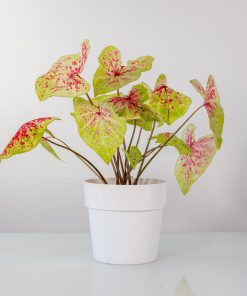 Caladium “Raspberry Moon”