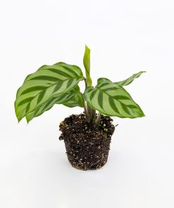 Calathea “Freddie” Baby Plant