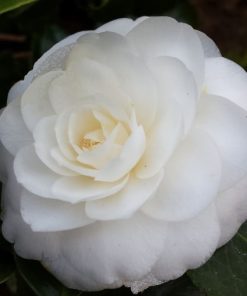 Camellia japonica “Nobilissima”