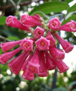Cestrum fasciculatum “Newellii”