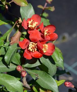 Chaenomeles x superba “Crimson and Gold”