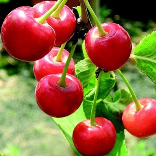 Ciliegio nano “Cherry Me var. Lapins”
