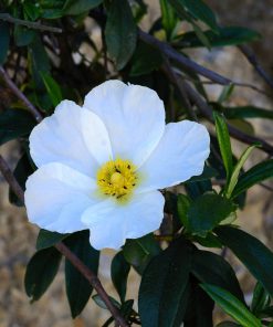 Cistus monspeliensis