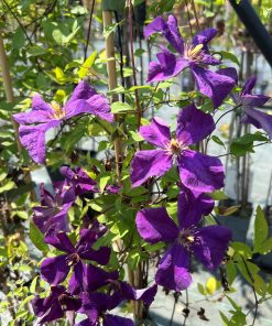 Clematis viticella “Polish Spirit”