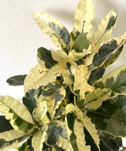 Codiaeum variegatum “Tamara”
