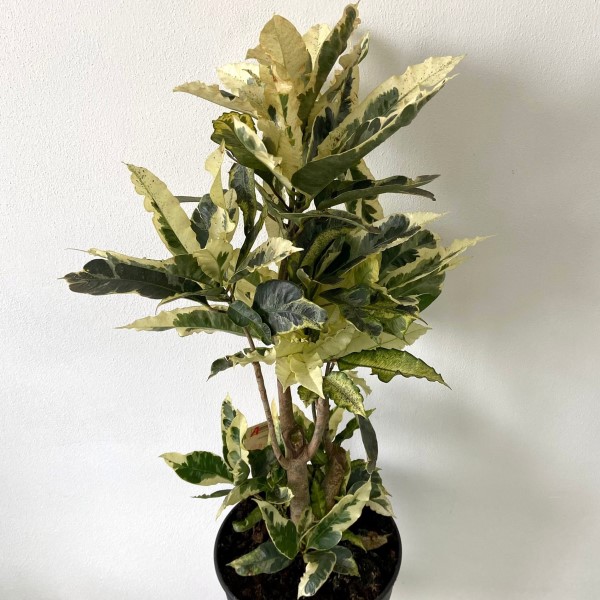 Codiaeum variegatum “Tamara” - immagine 2