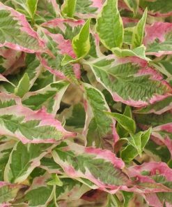 Cornus florida “Cherokee Daybreak”