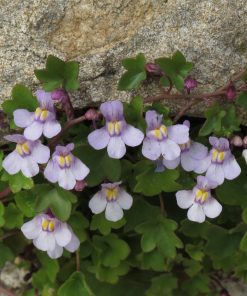 Cymbalaria muralis