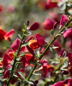 Cytisus scoparius “Red Lion”