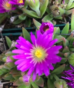 Delosperma sutherlandii