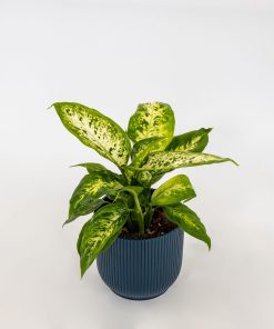 Dieffenbachia seguine “Compacta”