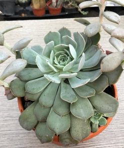 Echeveria peacockii