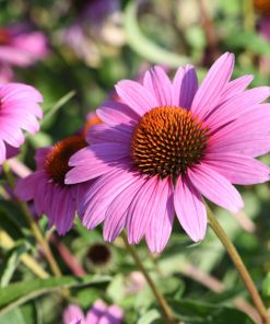 Echinacea purpurea “Magnus Superior”