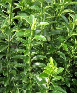 Euonymus japonicus “Microphyllus”