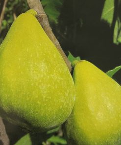 Fico “Fiorone Giallo”