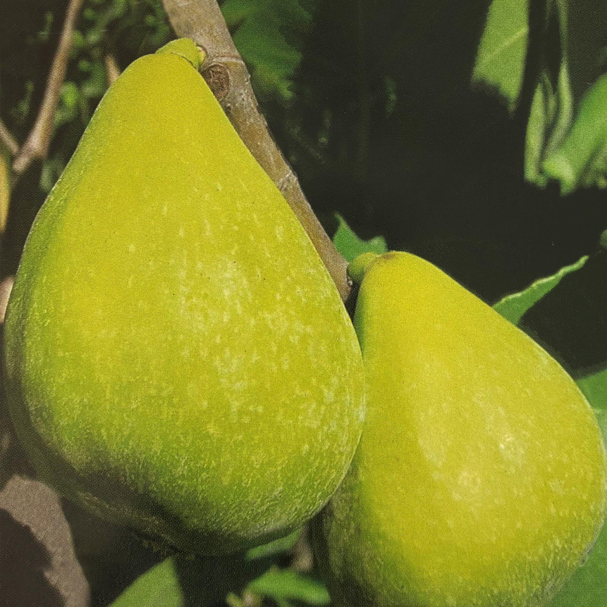 Fico “Fiorone Giallo”