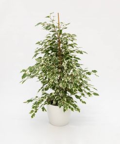 Ficus benjamina “Twilight”