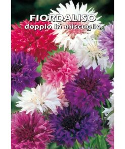 Fiordaliso doppio in miscuglio (Semente)