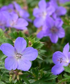 Geranium x johnsonii “Johnson’s Blue”