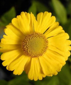 Helenium “Kanaria”