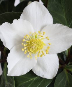 Helleborus niger “Christmas Carol”